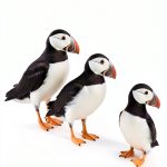 Newfoundland Explorer Series Travel Guide Kindle English-0